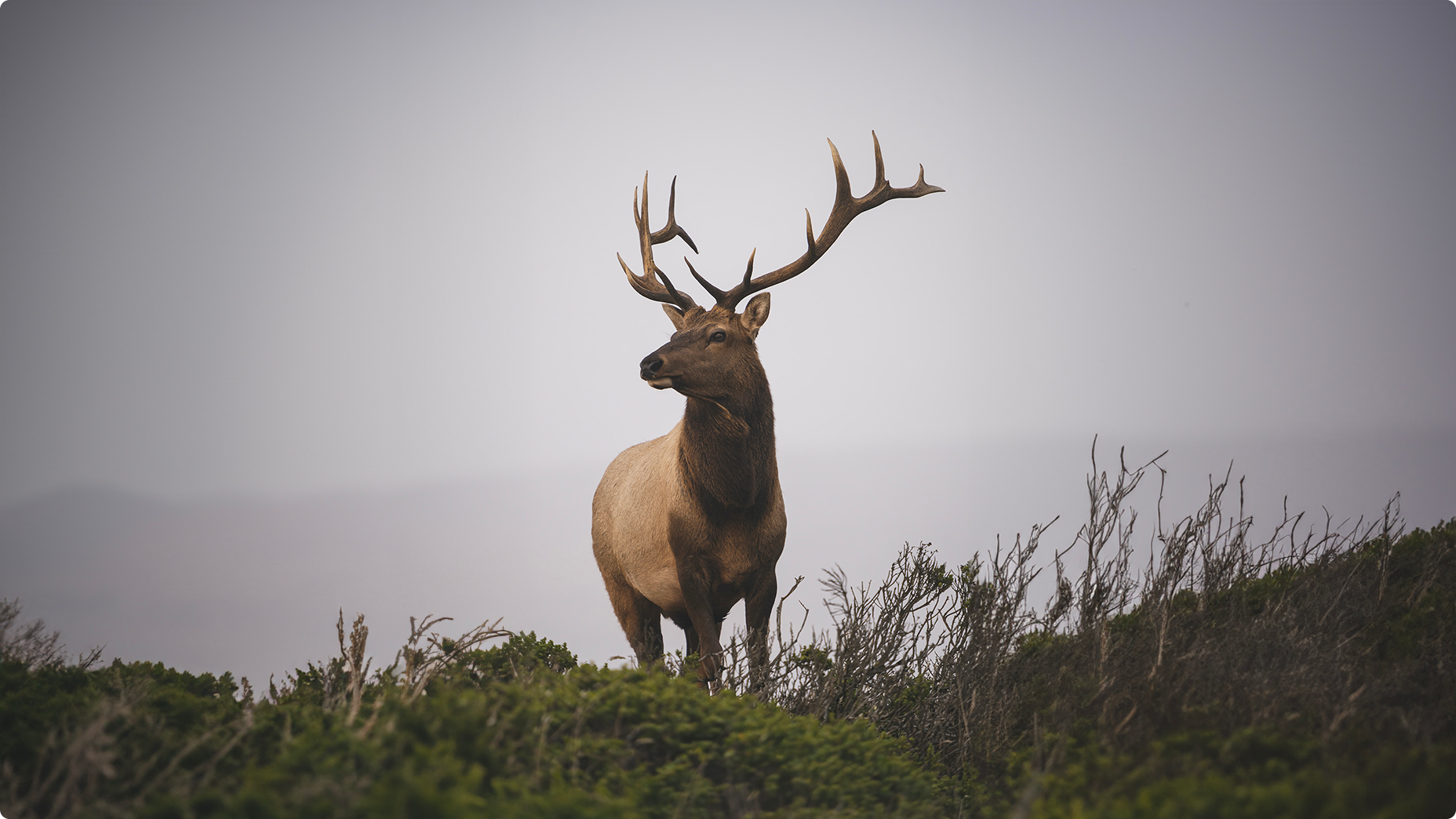 Naturvernforbundet - Reinsdyr